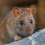 Ý nghĩa chuột trong đời sống tâm linh